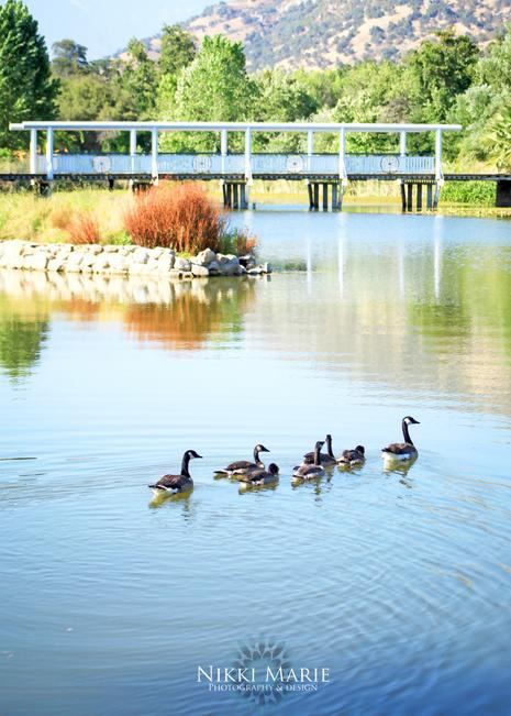 Springville Ranch - 5