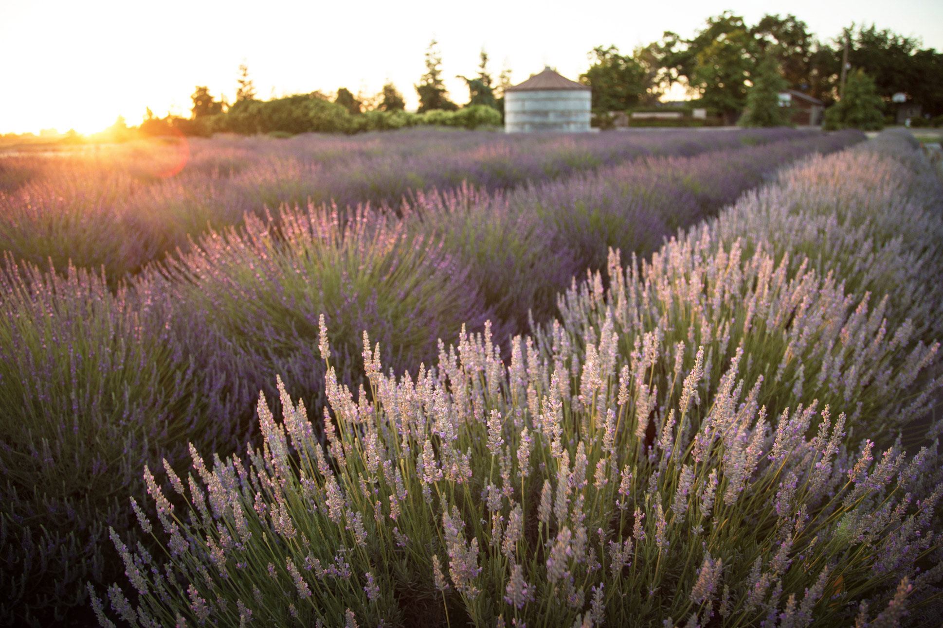 Pageo Lavender Farm - 1
