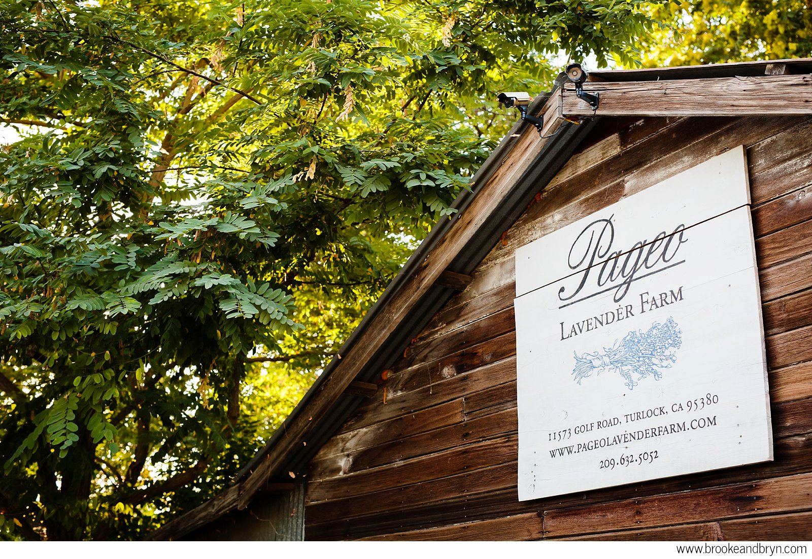 Pageo Lavender Farm - 2