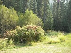 Black Rose Spiritual Retreat Center - 6