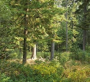 Black Rose Spiritual Retreat Center - 7