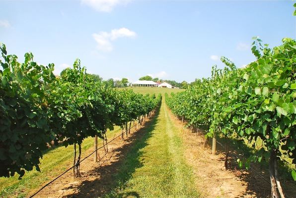 Noboleis Vineyards - 4