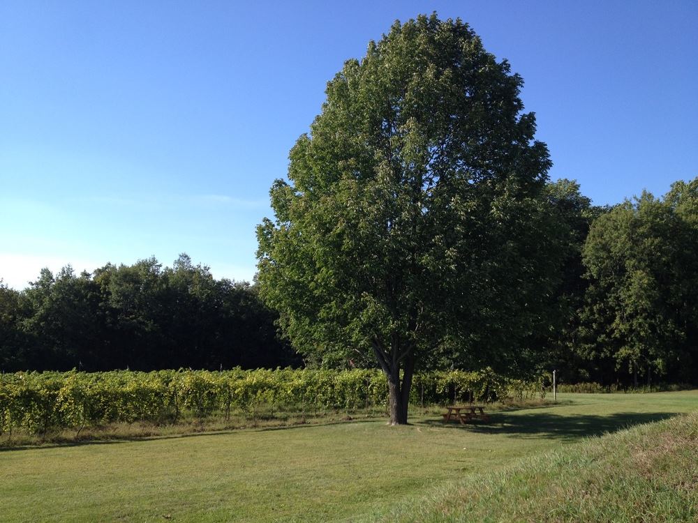 Shelburne Vineyard - 5