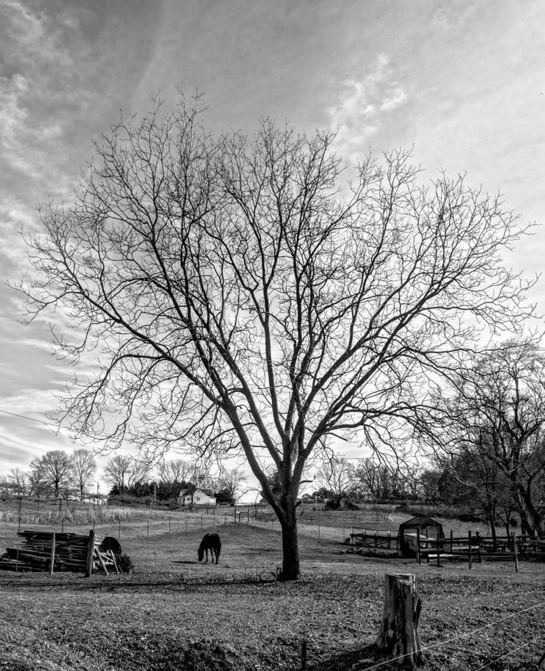 Treehouse Vineyards - 3