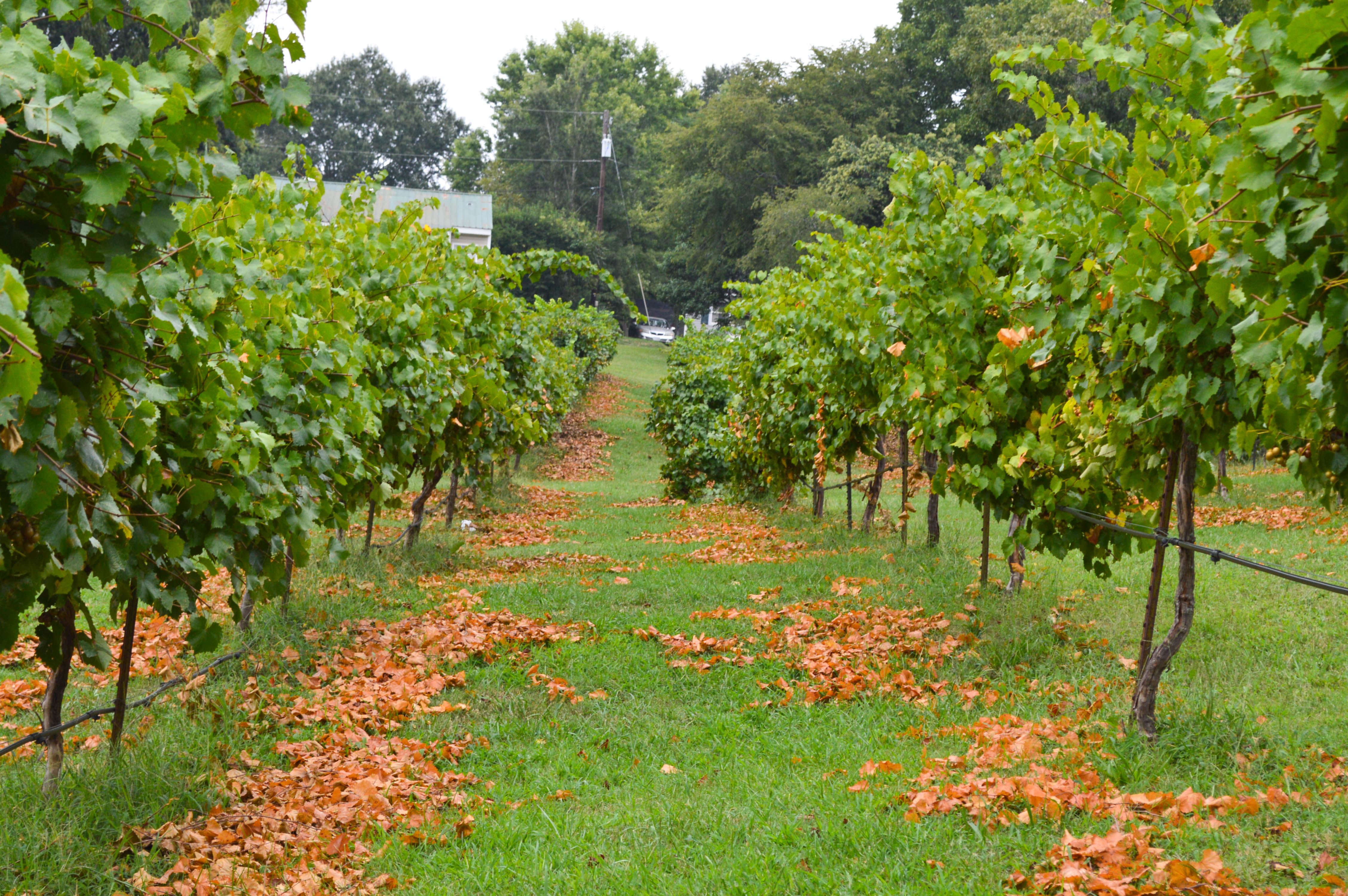 Treehouse Vineyards - 2