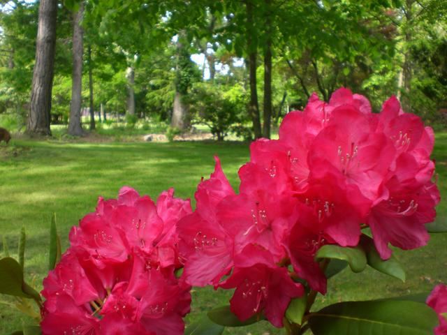 Westcroft Gardens - 4