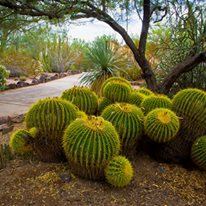 Desert Botanical Garden - 5