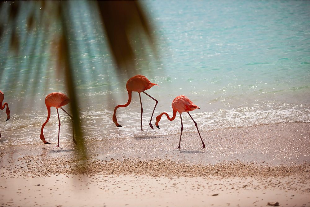 Renaissance Aruba Resort and Casino - 1