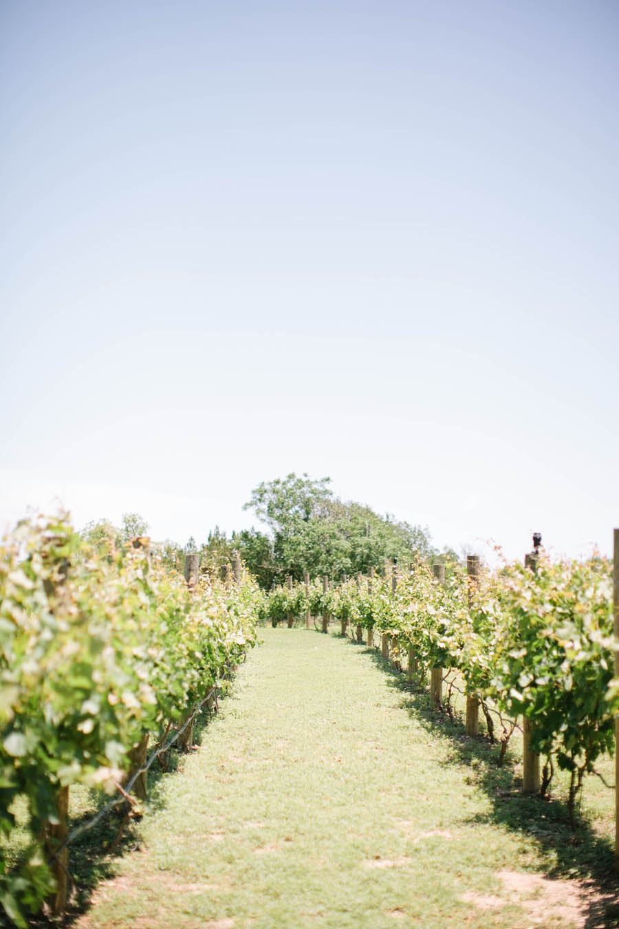 The Vineyards At Chappel Lodge - 7