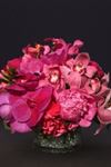 Ultra Violet Flowers - 2