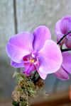 Orchids by Coral - 2