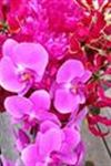 Always In Bloom Florist & Gifts - 1