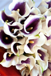 Spurlock's Flowers & Greenhouses - 1
