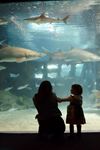 Greater Cleveland Aquarium - 6