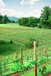 Addison Farms Vineyard - 2