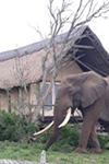 Gorah Elephant Camp - 2