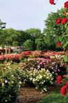 Norfolk Botanical Garden - 2