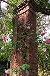 Rose Hill - 6
