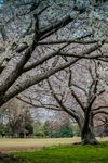 Memphis Botanic Garden - 2
