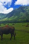 Kualoa Ranch Hawaii - 6