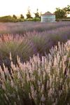 Pageo Lavender Farm - 1