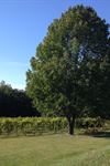 Shelburne Vineyard - 5