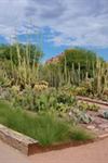 Desert Botanical Garden - 3