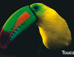 Caravan Guided Tours, in Chicago,, Illinois