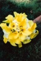 White Orchid Distinctive Floral, in Bloomington, Indiana