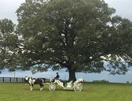 Southern Charm Carriages, in Selma, North Carolina