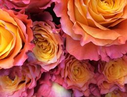 Redshaw's Flower Shop, in Sparta, New Jersey