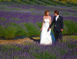 Pelindaba Lavender is a  World Class Wedding Venues Gold Member