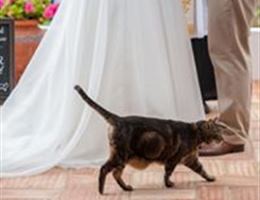 Quinta Bonita Luxury Boutique Hotel is a  World Class Wedding Venues Gold Member