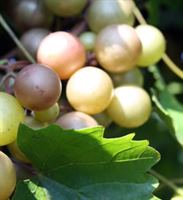 Old Stone Vineyard and Winery is a  World Class Wedding Venues Gold Member