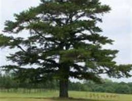 Tartan Pines Golf Club is a  World Class Wedding Venues Gold Member