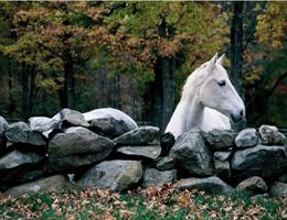 Candlelight Farms Inn is a  World Class Wedding Venues Gold Member