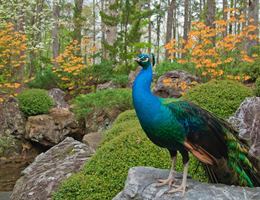 Garvan Woodlands Gardens is a  World Class Wedding Venues Gold Member