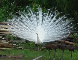 Timber Lodge is a  World Class Wedding Venues Gold Member