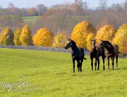 Boone's Trace National Golf Club is a  World Class Wedding Venues Gold Member
