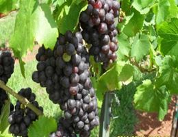 Fontaine Vineyards and Part Pavilion is a  World Class Wedding Venues Gold Member